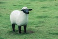 White sheep sculpture standing on green grass at public park. Royalty Free Stock Photo