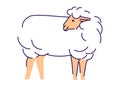 White sheep side view flat vector illustration. Livestock farming, domestic animal breeding, husbandry design element