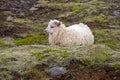 White sheep sitting on the grass in Iceland