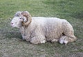 White sheep sitting