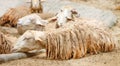 White sheep sleeping closed eye with wet body after raining , relaxed time Royalty Free Stock Photo