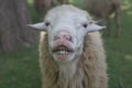 White sheep with smiley face in farm Royalty Free Stock Photo