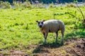 White sheep standing on green grass of plain in Maasvallei nature reserve Royalty Free Stock Photo