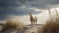 Cute Llama On A Dune: A Captivating Nature Scene