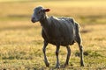 White sheep in sunset beautiful light Royalty Free Stock Photo