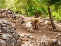 White sheep and two lambs on rocky pathway Royalty Free Stock Photo