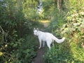 White sheepdog in the forest