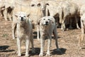 White sheepdogs Royalty Free Stock Photo