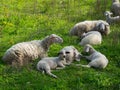 White sheeps in field