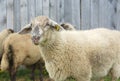 White sheeps in front of a gray barn