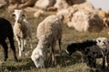 White sheeps graze on slope of caucasian mountains in sunny golden weather, closeup. Highlands cattle breeding in Dagestan. Royalty Free Stock Photo