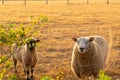 white Sheeps in paddock.Animal husbandry and agriculture concept.Breeding and rearing sheep.Sheep woolen breeds.Three