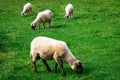 White sheeps Royalty Free Stock Photo