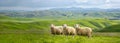 White sheeps standing in sunny green field under clear blue sky background. Nature landscape