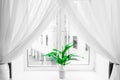 White sheer curtain texture background in daylight atmosphere of apartment`s interior and green flower in flowerpot on the window Royalty Free Stock Photo