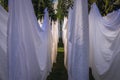 Air drying in garden Royalty Free Stock Photo