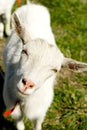 White shegoat