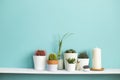 White shelf against pastel turquoise wall with Collection of various cactus and succulent plants in