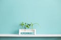 White shelf against pastel turquoise wall with Collection of various plant cuttings test tubes