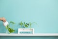 White shelf against pastel turquoise wall with Collection of various plant cuttings test tubes