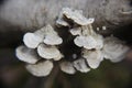 White Shelf or Bracket Fungus