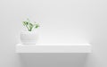 White shelf with green potted plant on wall