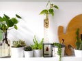 White shelf with multiple succulents plants and framed taxidermy insect art of a colorful red beetle Royalty Free Stock Photo