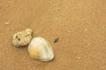 A white shell and a coral on the fine beach