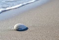 White Shell at edge of sea