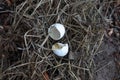 White shell pigeon egg on dry grass. Live nature Royalty Free Stock Photo