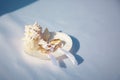 White shell with rings, wedding day on the beach