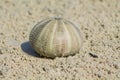 White shell on sand Royalty Free Stock Photo