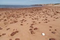 White Shell and Scattered Rocks at Cavendish Beach Royalty Free Stock Photo