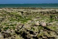 White shell of a sea urchin mollusc on sea shore Royalty Free Stock Photo