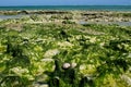 White shell of a sea urchin mollusc on sea shore Royalty Free Stock Photo