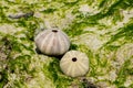 White shell of a sea urchin mollusc on sea shore Royalty Free Stock Photo