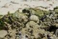 White shell of a sea urchin on sea shore Royalty Free Stock Photo