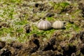 White shell of a sea urchin on sea shore Royalty Free Stock Photo