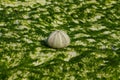 White shell of a sea urchin on sea shore Royalty Free Stock Photo