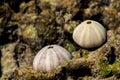 White shell of a sea urchin on sea shore Royalty Free Stock Photo