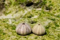 White shell of a sea urchin on sea shore Royalty Free Stock Photo