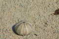 White shell on sand beach Royalty Free Stock Photo