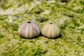 White shells on seaweed covered stone Royalty Free Stock Photo