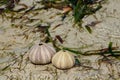 White shells on seaweed covered stone Royalty Free Stock Photo