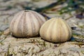 White shell of a sea urchin on sandy beach sea shore Royalty Free Stock Photo