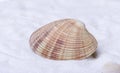 Shellfish drifting to the beach Royalty Free Stock Photo