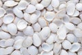 White shellfish snail pattern. Generate Ai