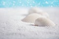 White shells close up on white sand