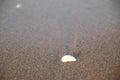White shells in the sand