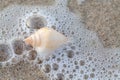 A white  shells on a sandy beach. Surf waves with foam bubbles on the water. Sea background close-up.  Copy space Royalty Free Stock Photo